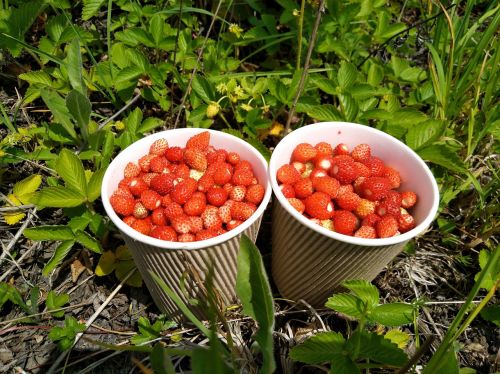 wild strawberry berry the strawberries