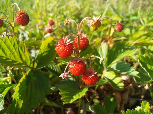 wild strawberry berry the strawberries