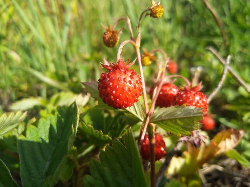 wild strawberry berry the strawberries