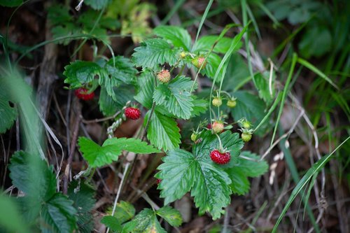 wild strawberry  forest  wild