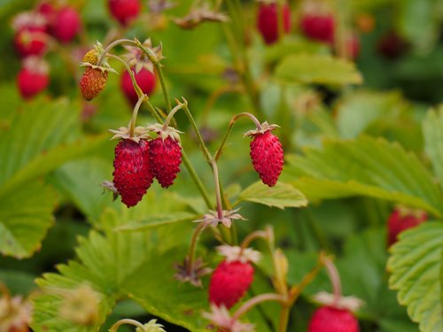 wild strawberry  berry  ripe