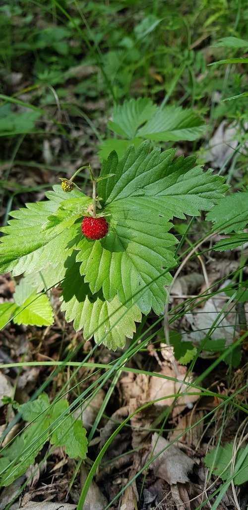 wild strawberry  nature  forest