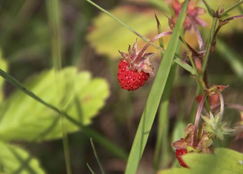 wild strawberry summer berry