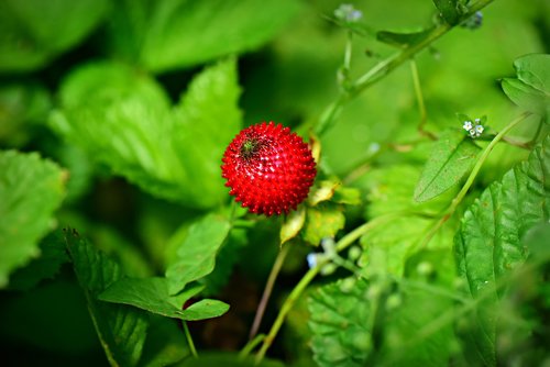 wild strawberry  fruit  plant