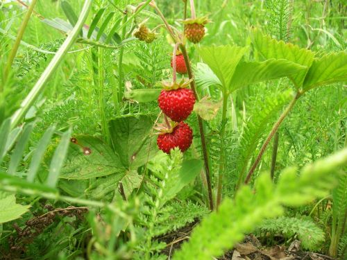 wild strawberry berry tasty