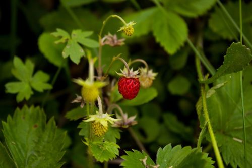 wild strawberry woodland strawberry fragaria vesca