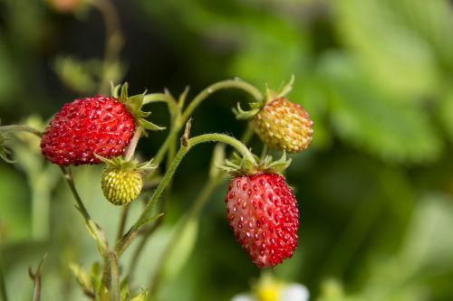 wild strawberry summer berry