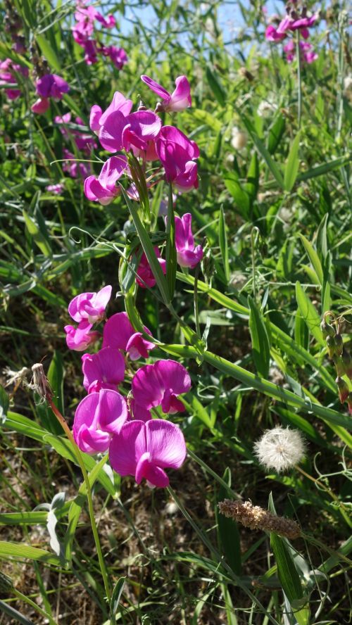 Wild Sweet Pea