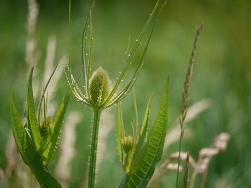 thistle bud thorns