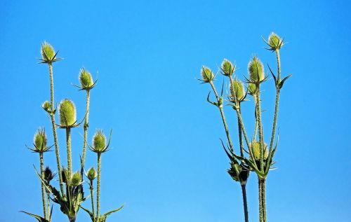 wild teasel thistle prickly