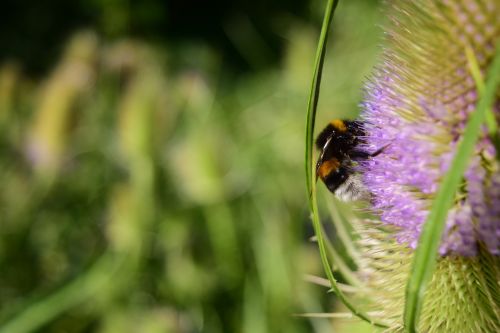 wild teasel dipsacus fullonum prickly