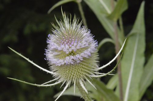 wild teasel dipsacus fulonum flower