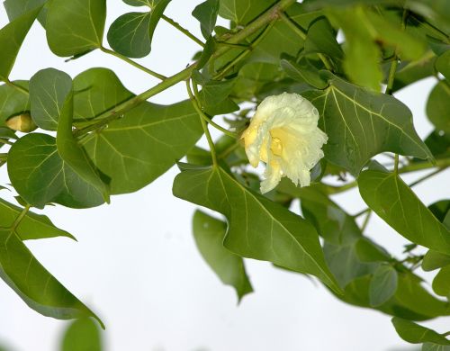 Wild Tropical Flower