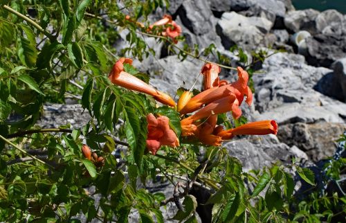 wild trumpet creeper wildflower flower