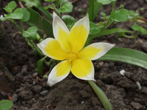 wild tulip blossom bloom