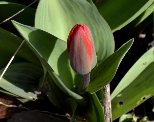 wild tulip flower bud