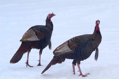 wild turkeys snow turkey