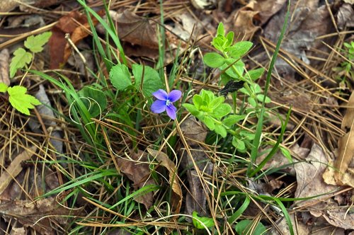 wild violet  plant  violet