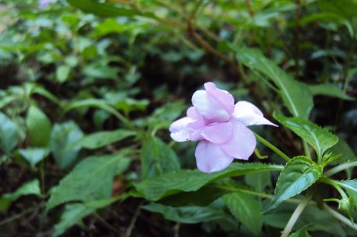 Wild Violet Flower