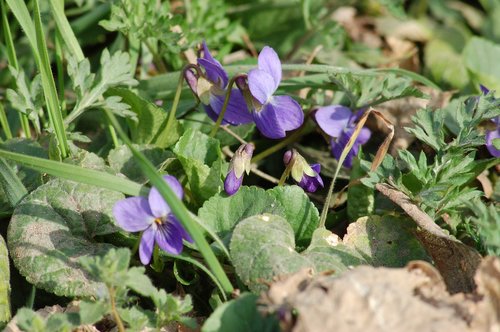 wild violets  wildflowers  spring