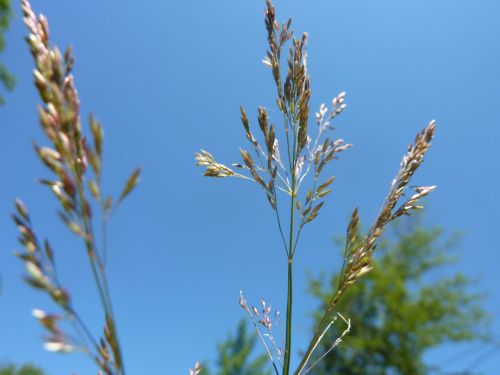 Wild Wheat