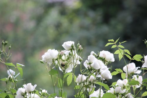 Wild White Garden Rose