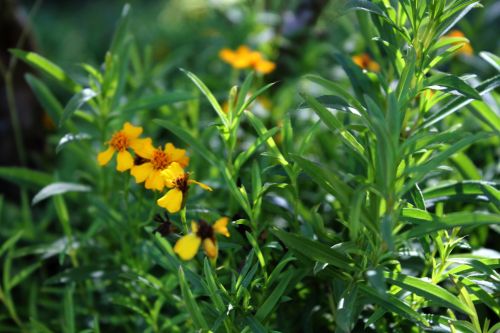 Wild Yellow Flowers