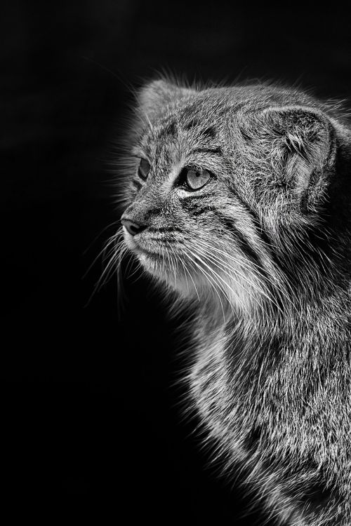 wildcat zoo pallas cat