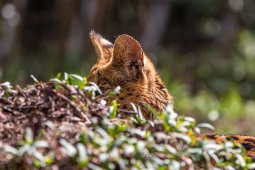 wildcat serval leptailurus serval