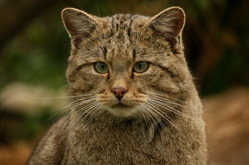 wildcat cat animal