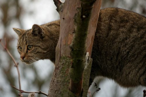 wildcat cat animal