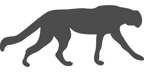 wildcat cougar leopard