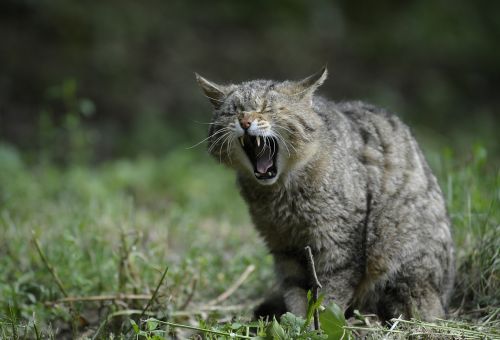 wildcat animal nature