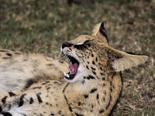 wildcat  dangerous  teeth
