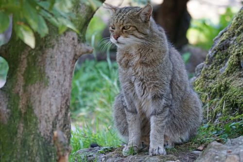 wildcat wildlife park predator