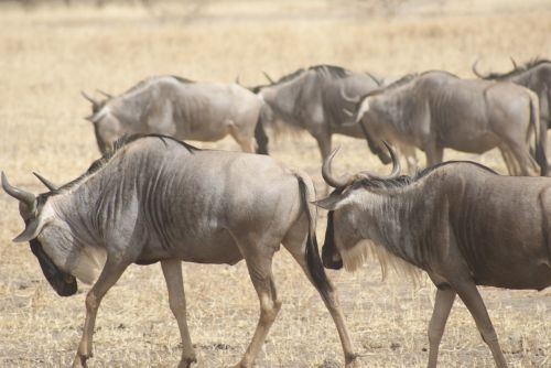 wildebeest africa wildlife