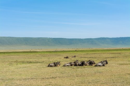 wildebeest  safari  africa