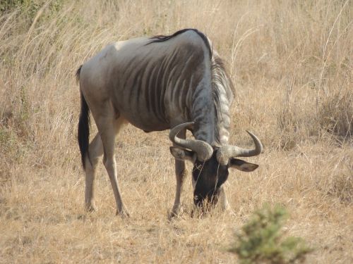wildebeest africa wildlife