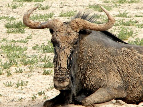 wildebeest mammal wildlife