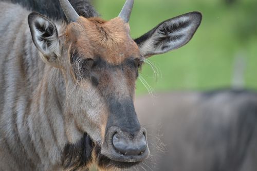 wildebeest wildlife nature