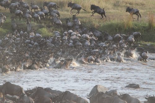 wildebeest migration great migration wildebeest