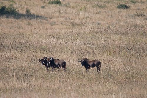 Wildebeest On Grassland