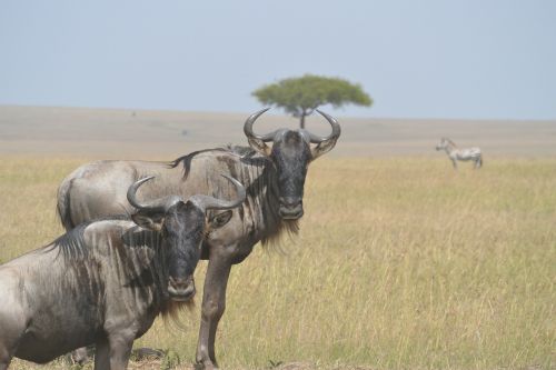 wildebeests animal wild