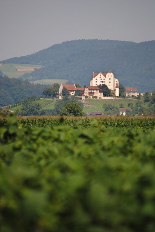 wildegg castle aargau