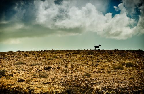 wilderness goat stormy