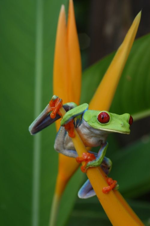 wilderness frog plant
