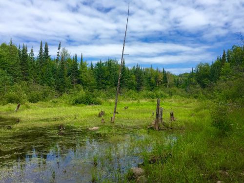 wilderness forest sky