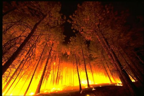 wildfire forest fire