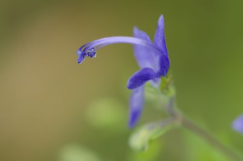 wildflower blue august