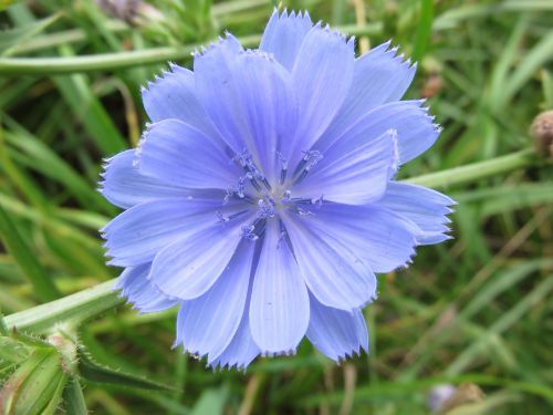 wildflower chicory blue